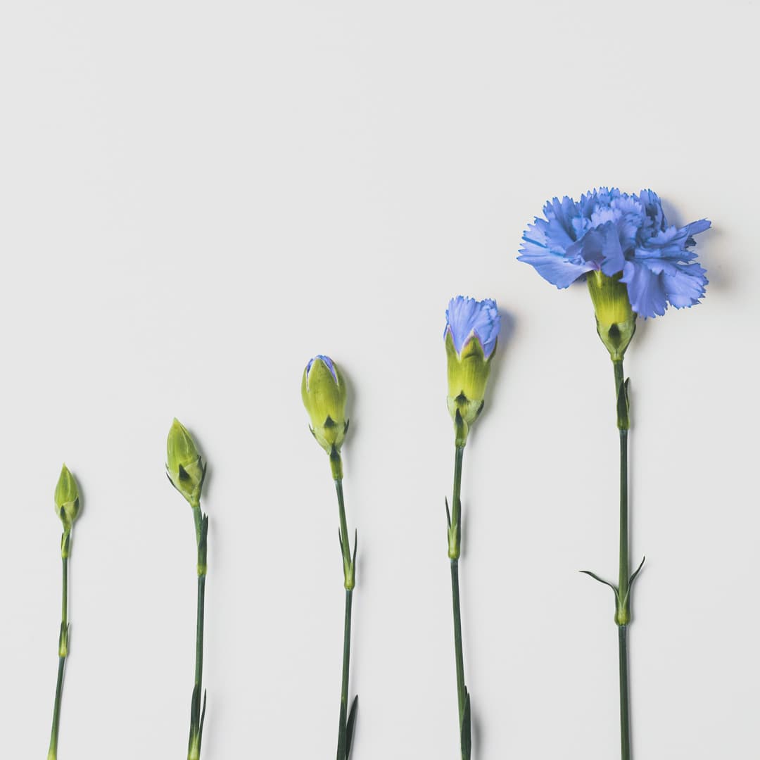 Five blueish purple carnations with green stems in ascending heights and stages of bloom